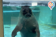 渋川マリン水族館の授乳室・オムツ替え台情報